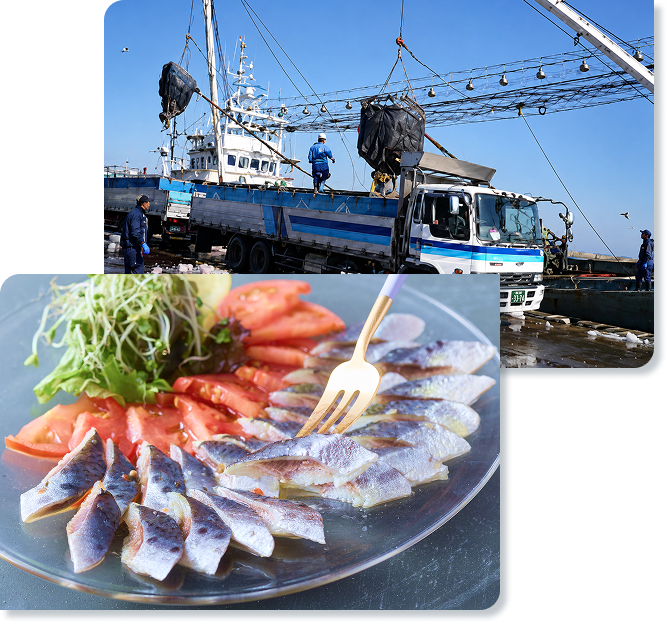 魚で摂る!